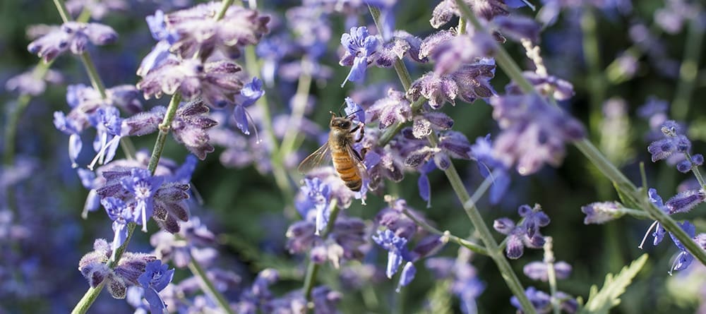gardenheader